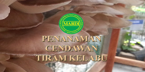 Teknologi Penanaman Tiram Kelabu