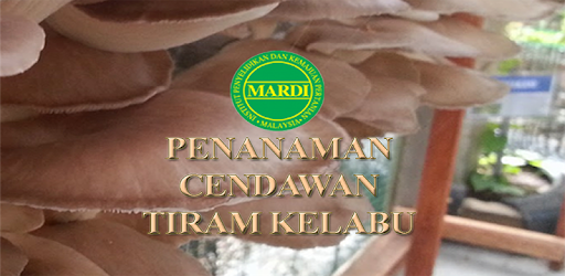 cendawan_tiram_kelabu_features