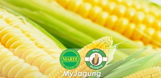 myjagung