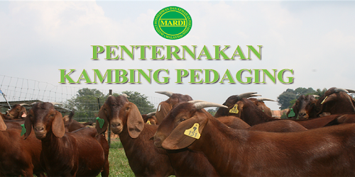 Teknologi Penternakan Kambing Pedaging