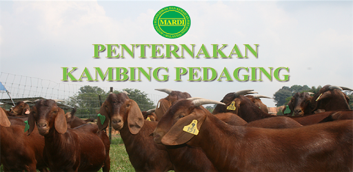 teknoligi kambing pedaging